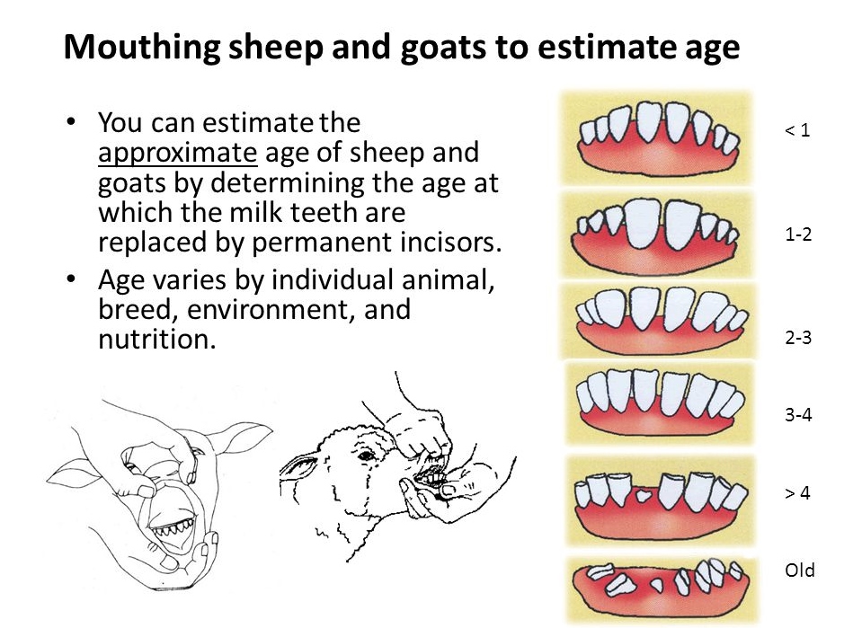 The Teeth of a Sheep