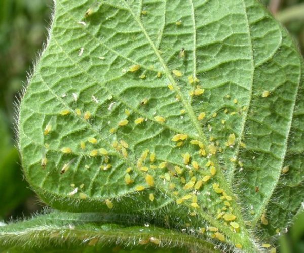 Aphids – the Bane of the Vegetable Gardener