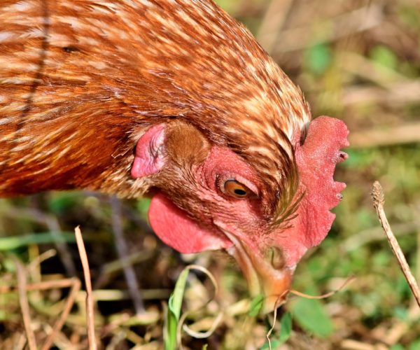 How To Deworm Poultry The Natural Way
