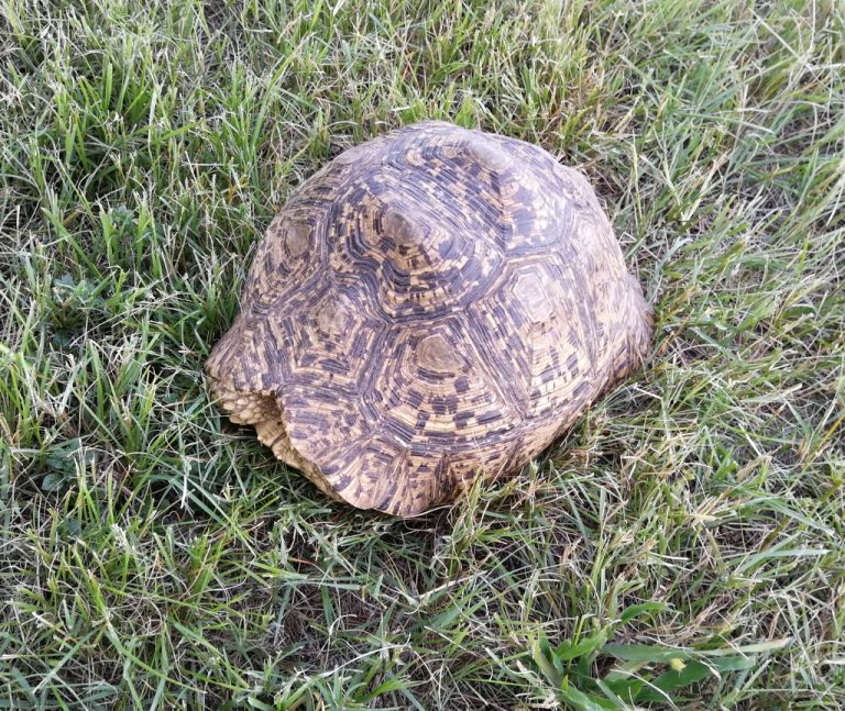 Meet Usain Bolt, the tortoise — SA Smallholder