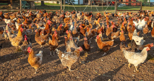 South African Chicken Breeds SA Smallholder