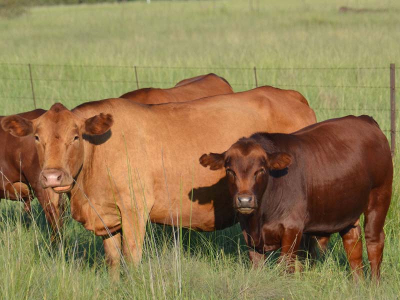 Tuli Cattle — SA Smallholder