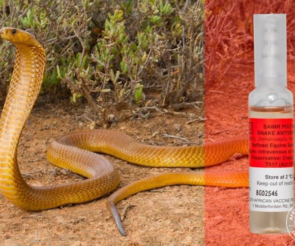 Snakebites and antivenom in South Africa