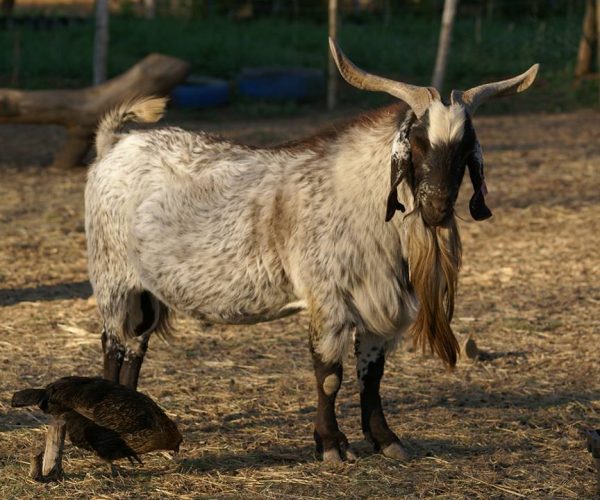 Indigenous Veld Goats of South Africa