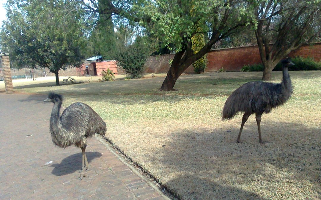 Keeping Emus