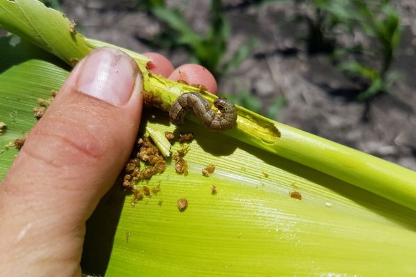 Be on the lookout for Fall Armyworm