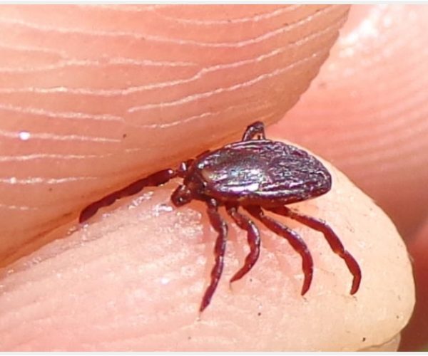 Tick Bites On Humans