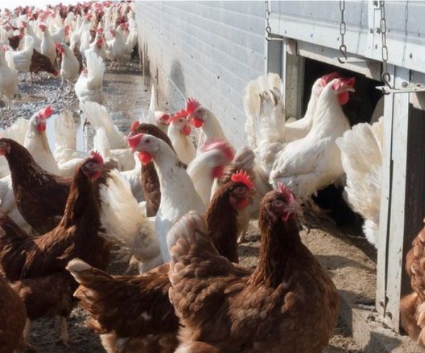 More bird flu, this time in the Western Cape