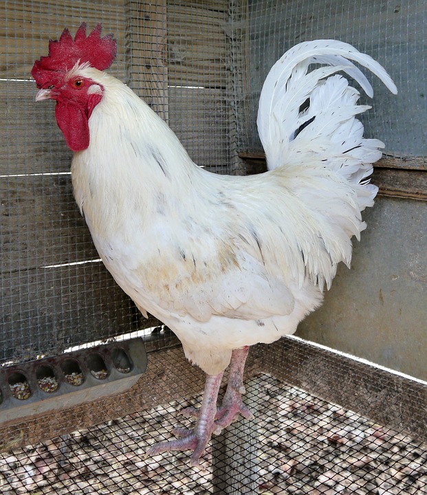 leghorn rooster