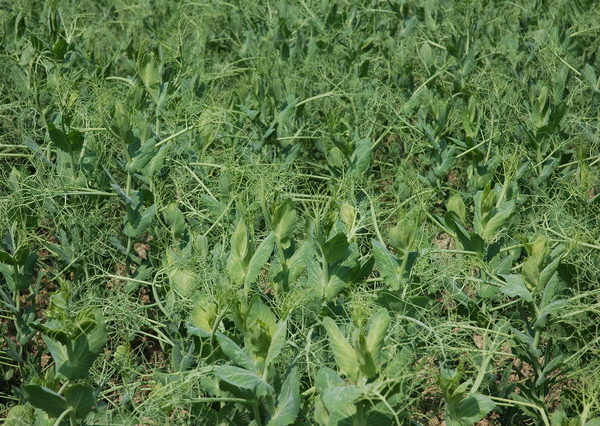 Using Cover Crops in Winter