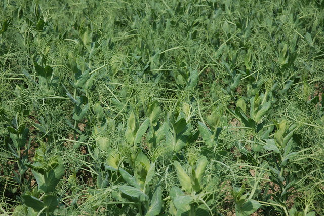 Using Cover Crops in Winter
