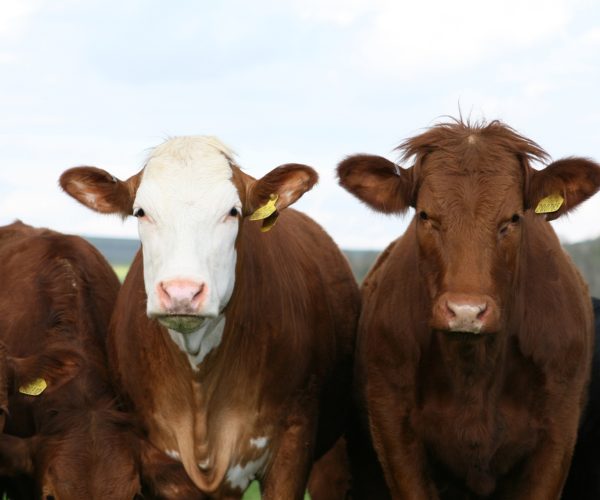 Cattle Lost At Sea En-Route to Mauritius