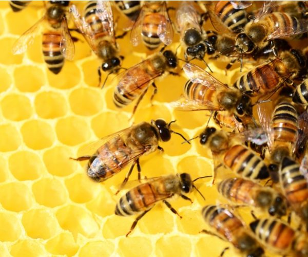 Register now for Honey Fraud workshop