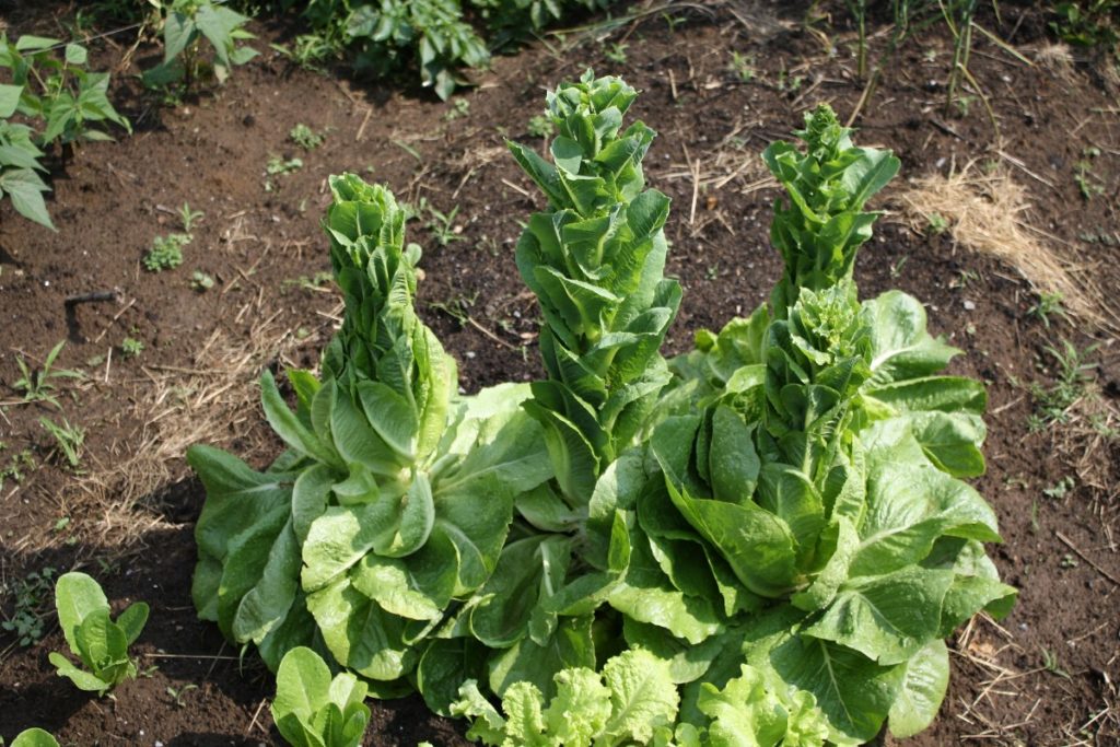 bolted lettuce