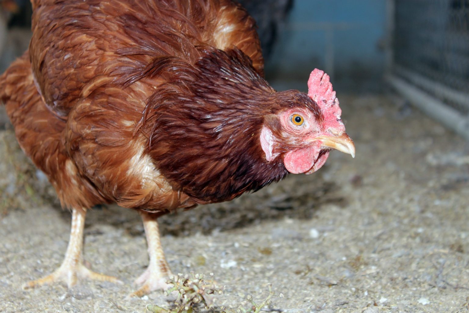 Choose Your Chicken Rhode Island Red Sa Smallholder Online