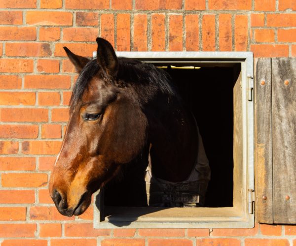 Providing Adequate Housing for Livestock