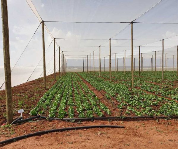 Drip Irrigation: Best for Shade Cloth Structures