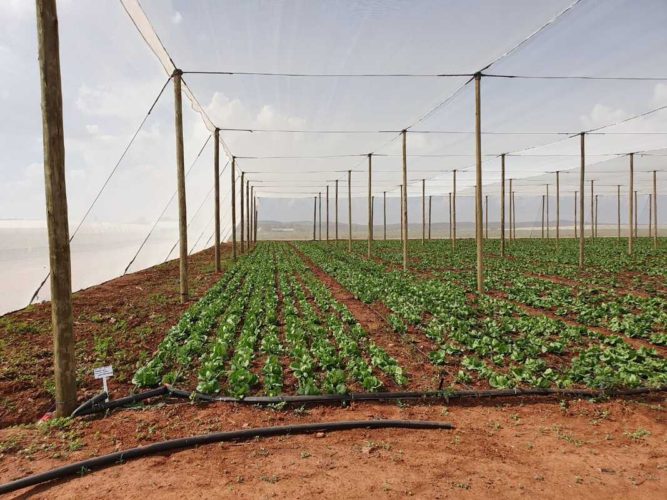 Drip Irrigation: Best for Shade Cloth Structures