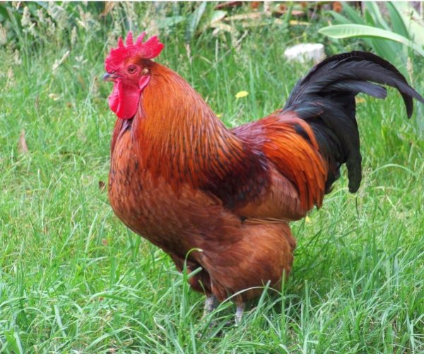 Choose Your Chicken: Rhode Island Red