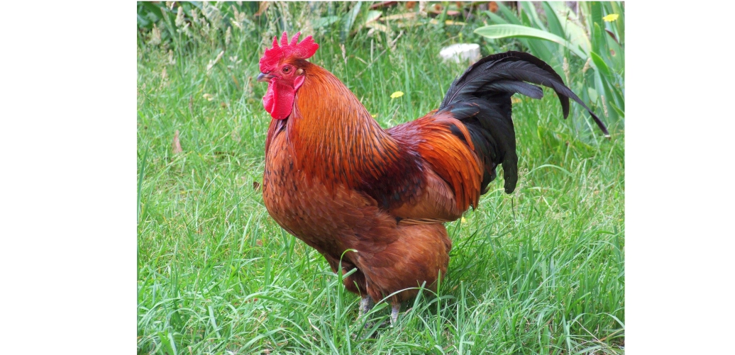 Choose Your Chicken: Rhode Island Red