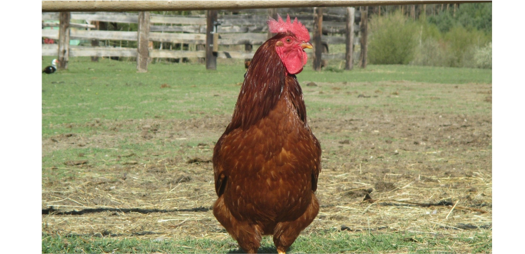 Choose Your Chicken: Rhode Island Red — SA Smallholder