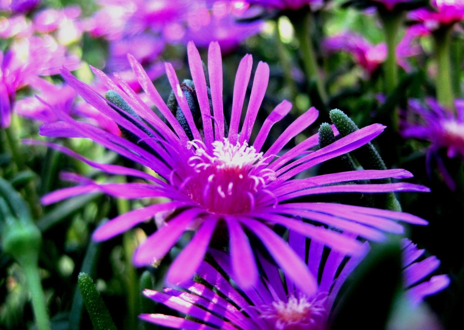 'Firescaping' Your Immediate Surroundings — SA Smallholder