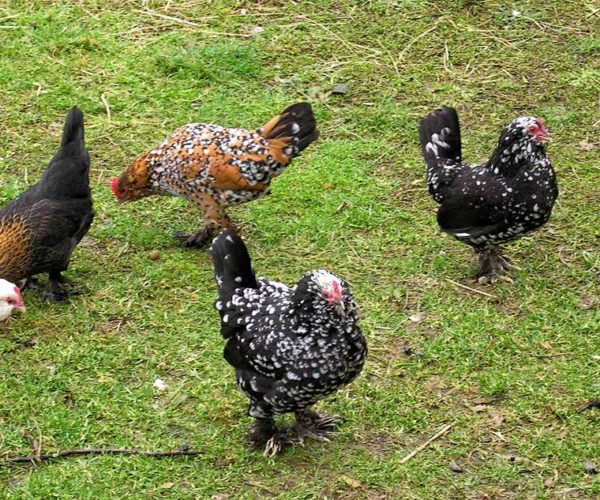 Choose Your Chicken: Bantams