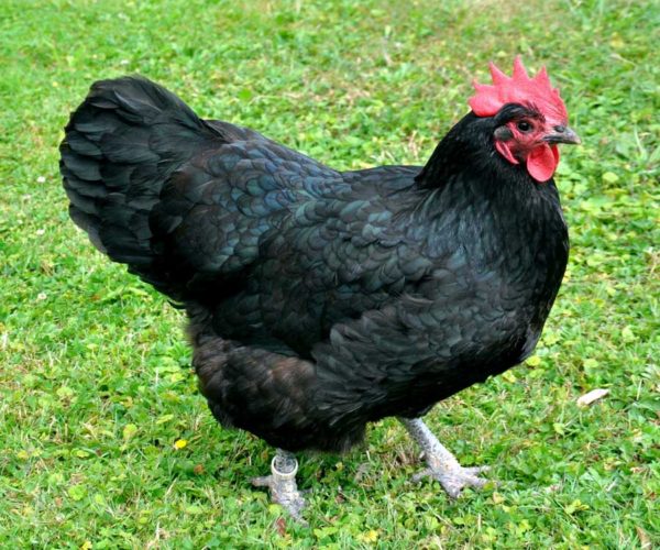 Choose Your Chicken: Australorps
