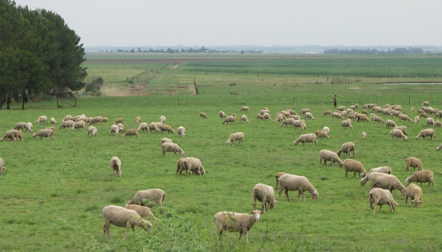 How to Establish a Grazing Agreement