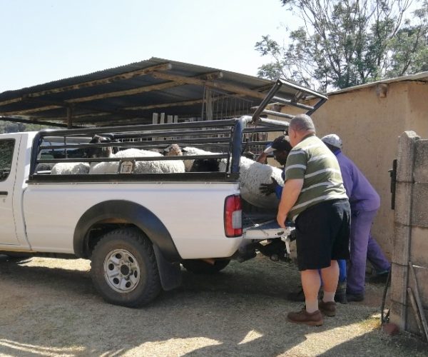 Transporting Sheep and Goats