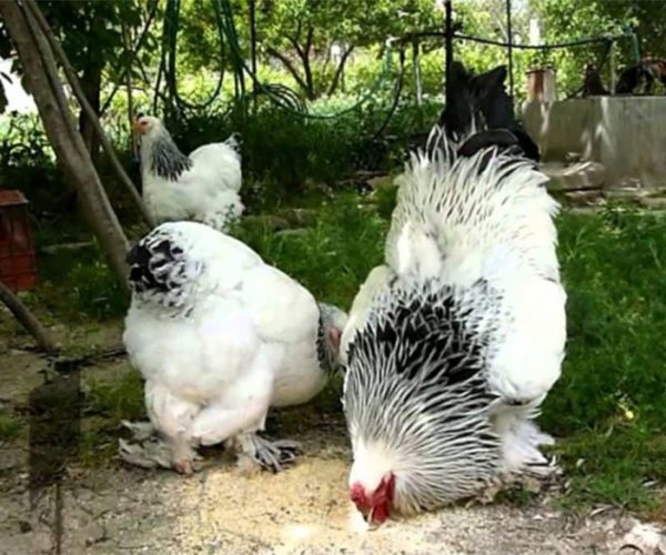 Choose Your Chicken: Brahma