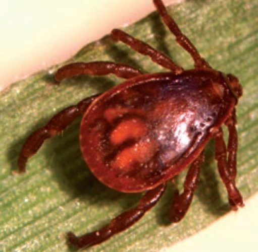 Keep Watch for Ticks on Your Pets