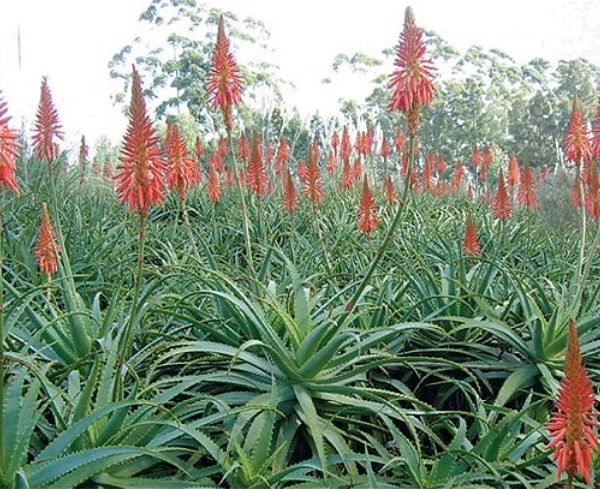 Growing Aloes on Smallholdings