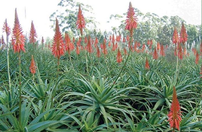 Growing Aloes on Smallholdings