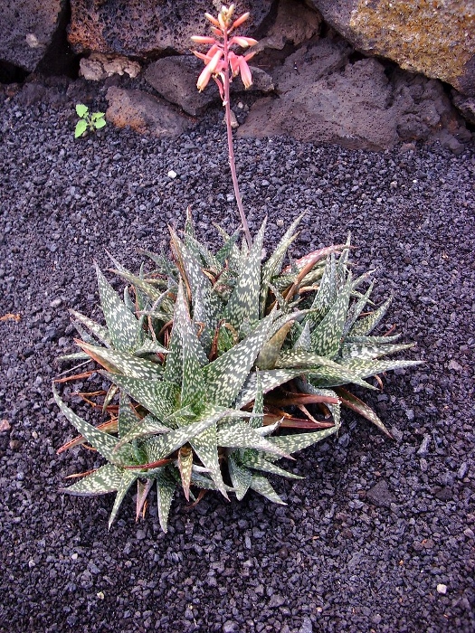 Smaller aloe zebrina