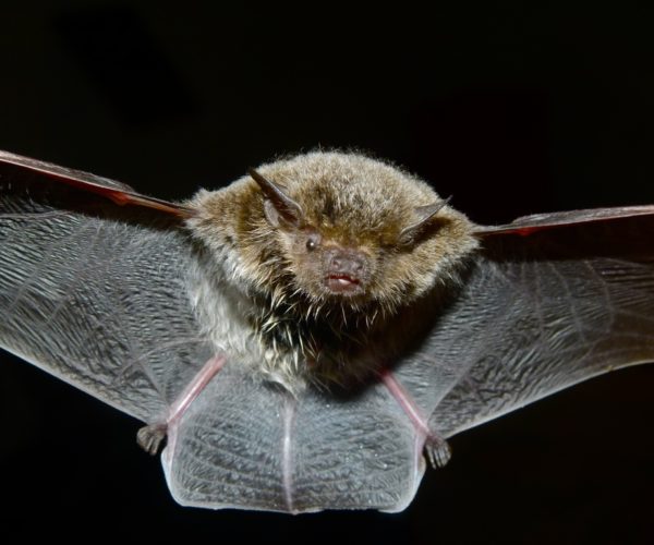 Attracting Bats to your Smallholding