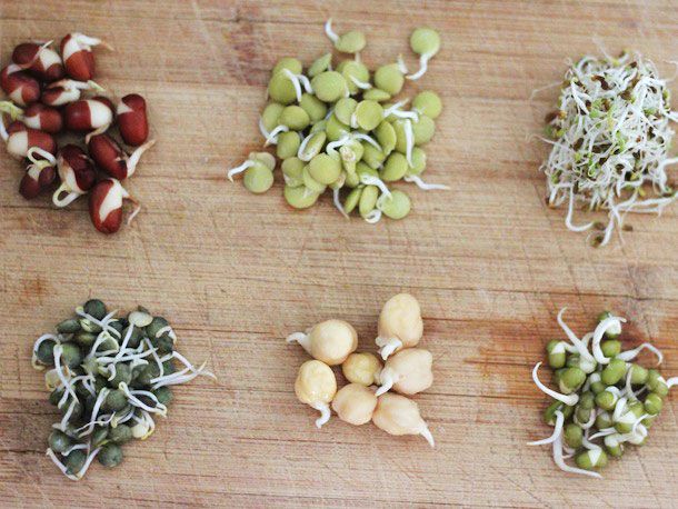 Growing Sprouts: a Different form of Cultivation