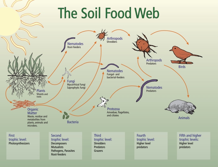 The Soil Food Web: A World Under Our Feet