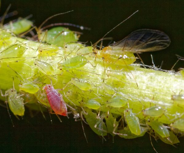 Aphids: the Menace of the Vegetable Garden