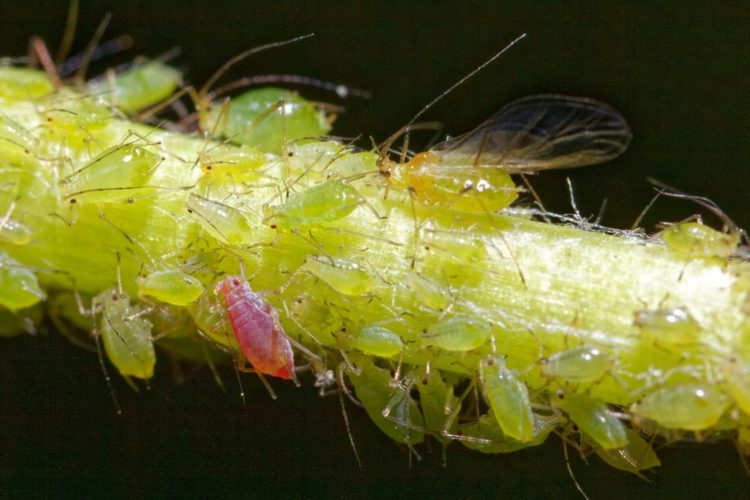 Aphids: the Menace of the Vegetable Garden