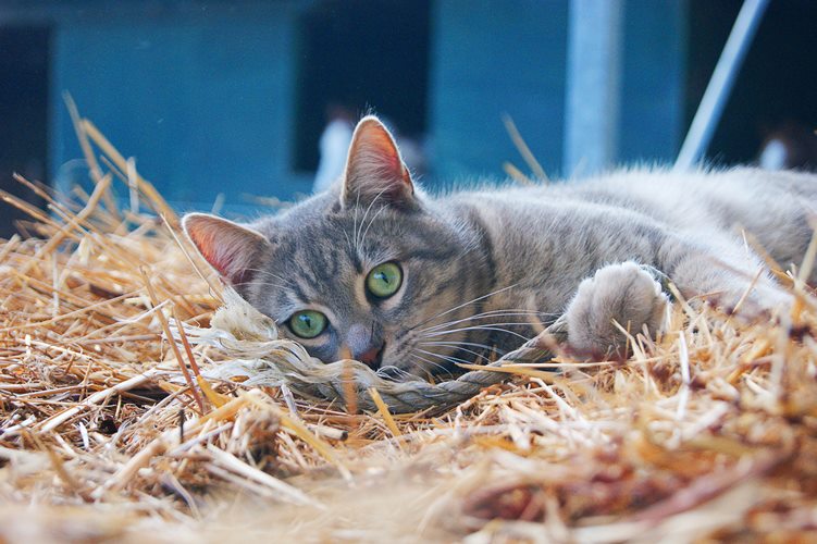 Keeping Cats on Smallholdings