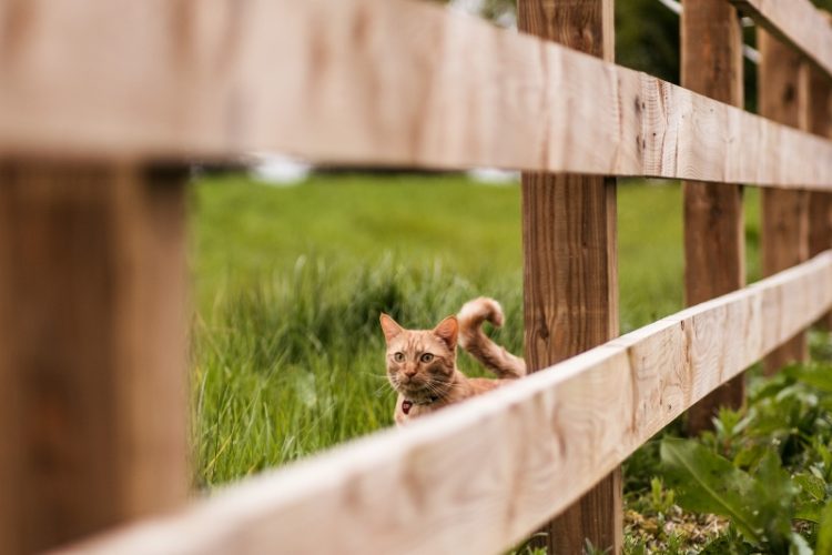 Cat on smallholding