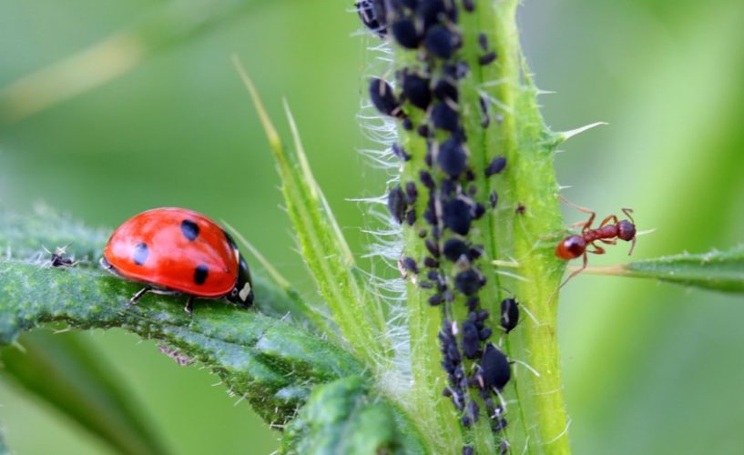 Controlling Aphids: Prevention and Treatment