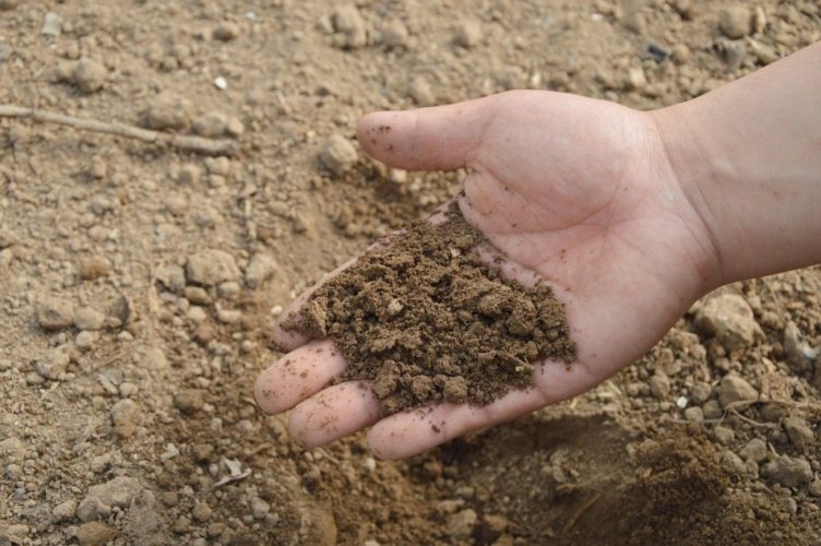 Simple Home Tests For Your Soil