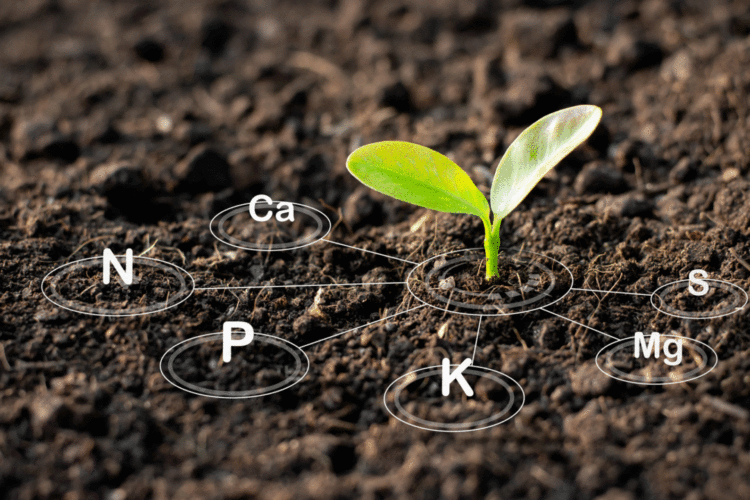 Understanding The Basics of Soil Health