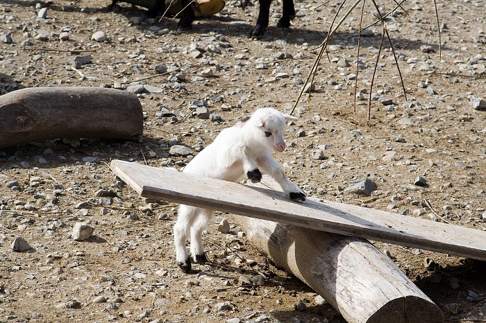 Goats love see-saws