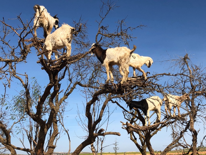 Goats love climbing