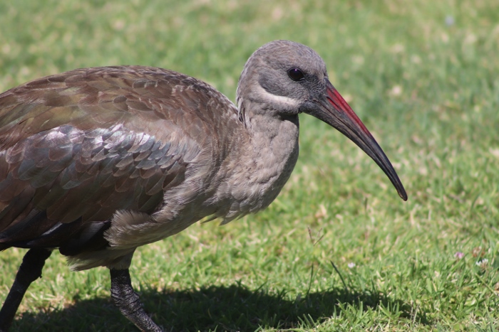 Hadeda ibis
