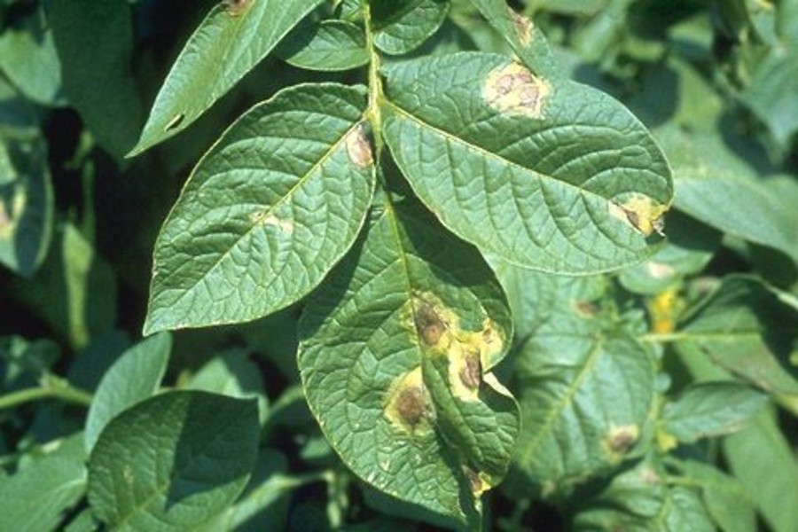 potato pests and diseases