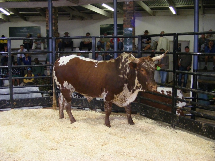 auctioning livestock